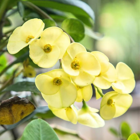 Yellow Euphorbia Flower seeds for Planting Premium Quality Heirloom & GMO Free Seeds for Home Garden 
 
 Sale seeds for home garden planting