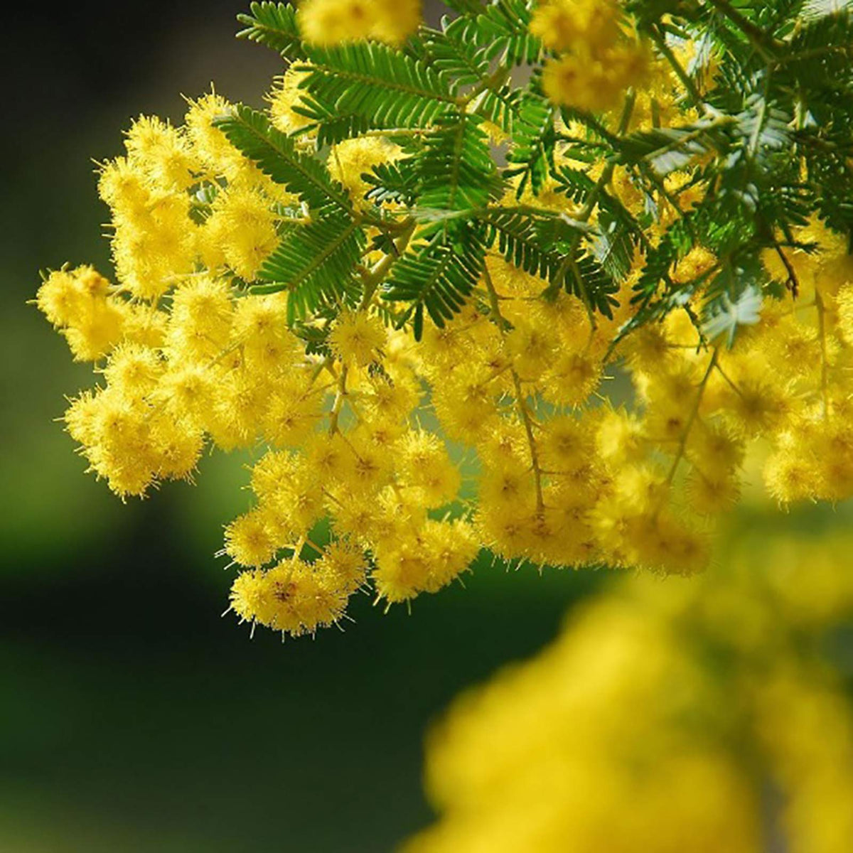 Yellow Mimosa Flower seeds for Planting Pollinator Friendly Heirloom & GMO Free Seeds for Home Garden 
 
 Sale seeds for home garden planting