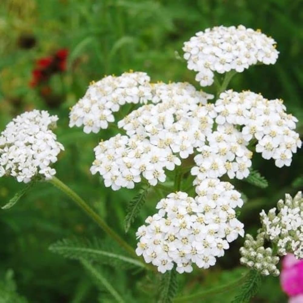White Achillea Flower seeds for Planting - Colorful Display, Heirloom & GMO Free Seeds for Home Garden
 
 Sale for planting in home garden