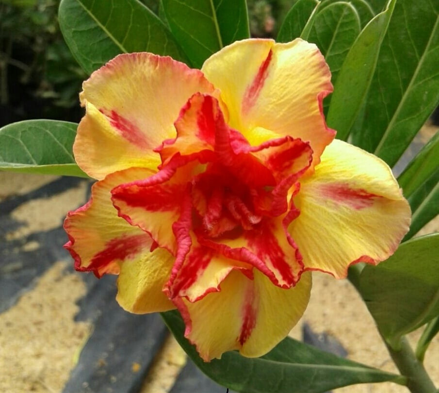 Orange & Yellow Adenium Flower seeds for Planting Seasonal Bloomer Heirloom & GMO Free Seeds for Home Garden 
 
 Sale seeds for home garden planting