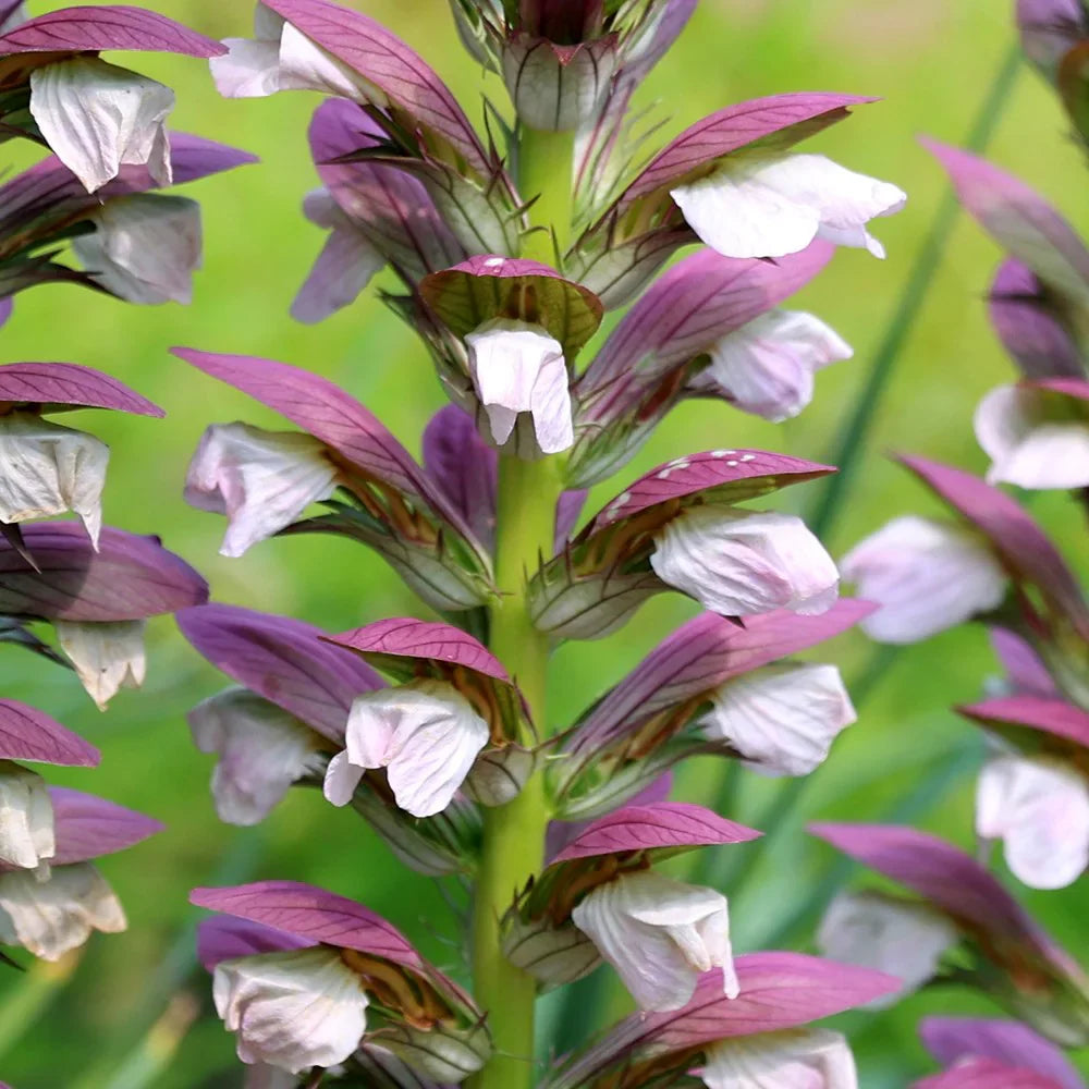 Purple White Acanthus Flower seeds for Planting Perfect for Borders Heirloom & GMO Free Seeds for Home Garden 
 
 Sale seeds for home garden planting