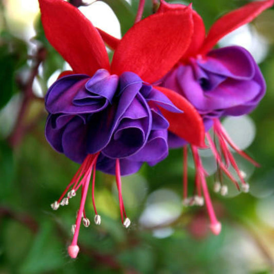 Purple Fuchsia Flower seeds for Planting Perfect for Borders Heirloom & GMO Free Seeds for Home Garden 
 
 Sale seeds for home garden planting