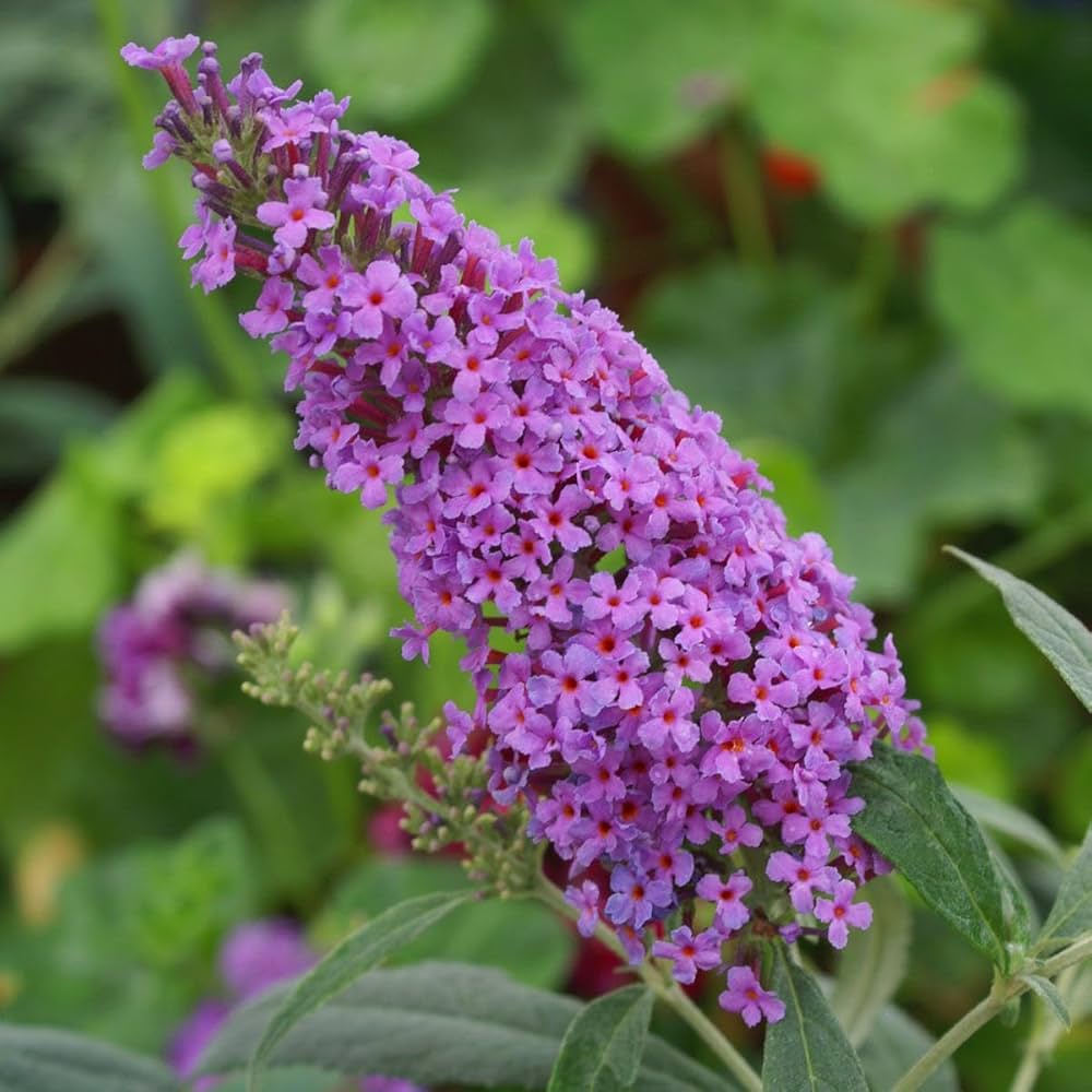 Blue Buddleia Butterfly Bush Flower seeds for Planting - Cut Flower Favorite, Heirloom & GMO Free Seeds for Home Garden
 
 Sale seeds for planting in home garden
