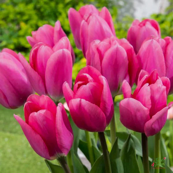 Deep Pink Tulip Flower seeds for Planting Perfect for Borders Heirloom & GMO Free Seeds for Home Garden 
 
 Sale seeds for home garden planting