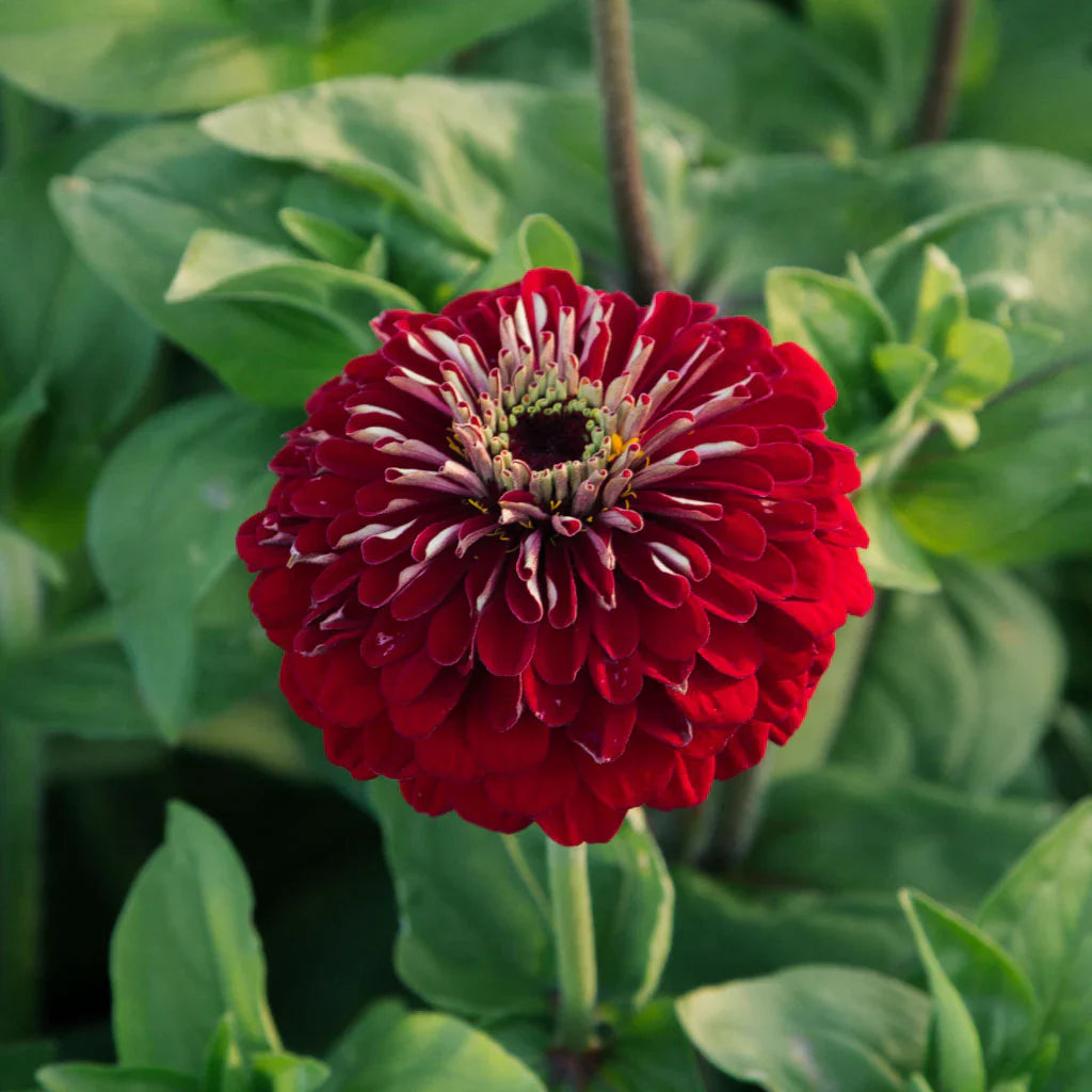 Deep Red Zinnia Flower seeds for Planting Wildflower Mix Heirloom & GMO Free Seeds for Home Garden 
 
 Sale seeds for home garden planting