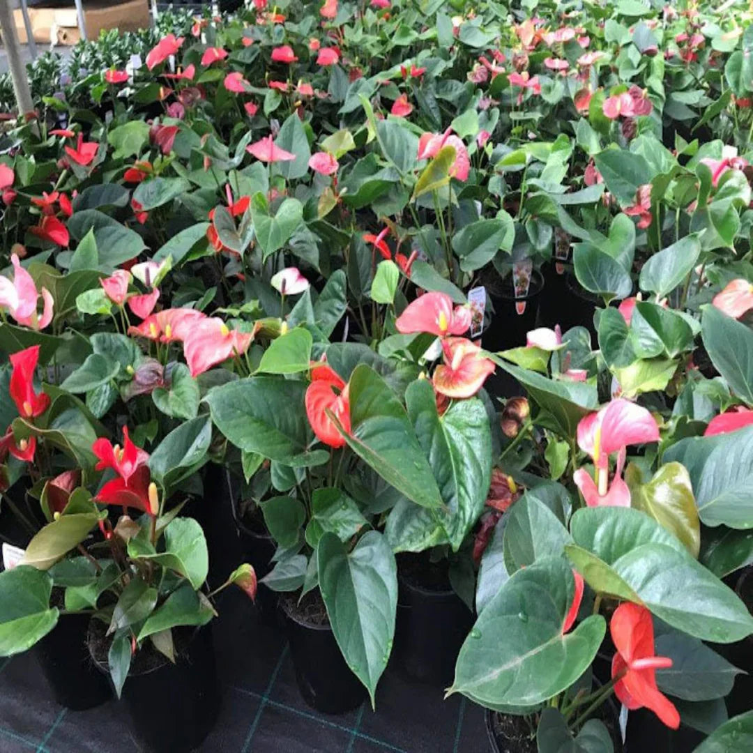 MultiColour Anthurium Flower seeds for Planting Low Maintenance Heirloom & GMO Free Seeds for Home Garden 
 
 Sale seeds for home garden planting