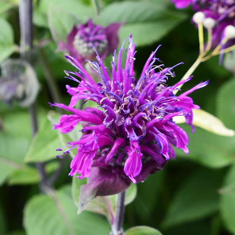 Purple Monarda Didyma Flower seeds for Planting - Garden Favorite, Heirloom & GMO Free Seeds for Home Garden
 
 Sale seeds for planting in home garden