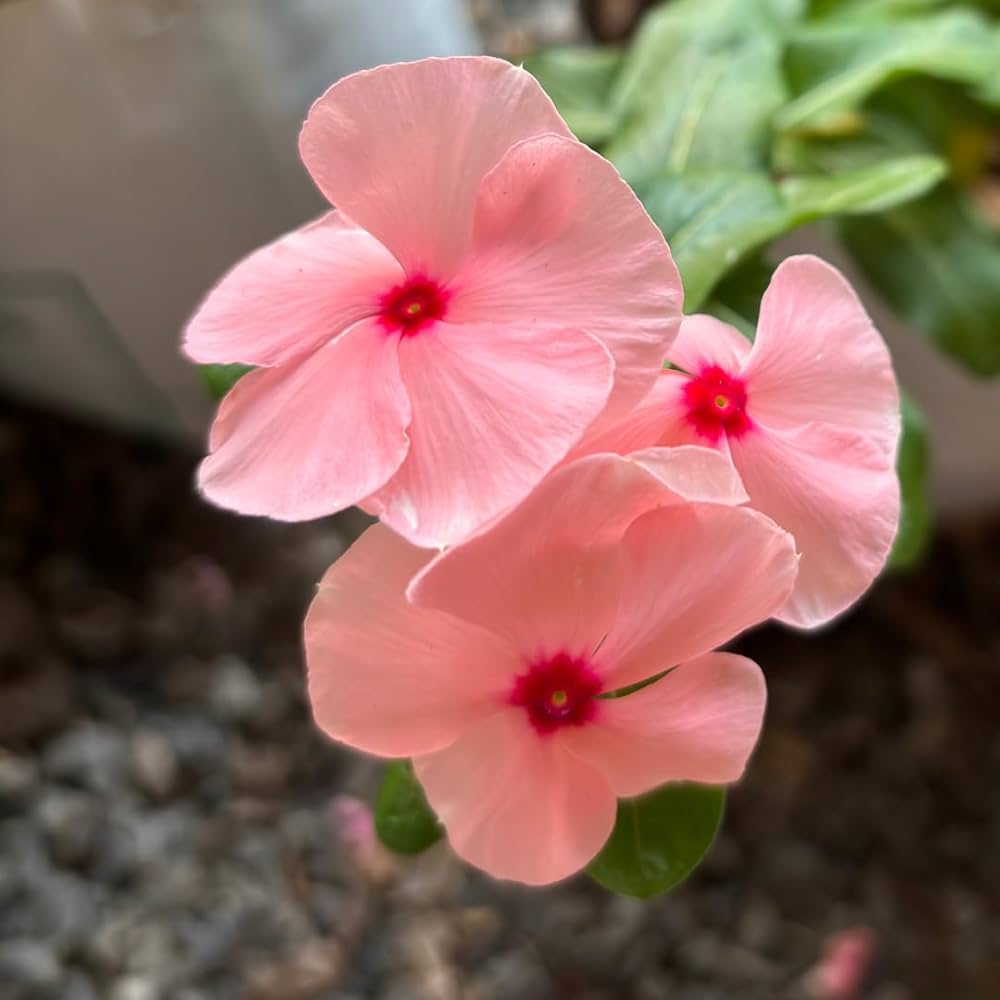 Light Pink Vinca Periwinkle Flower seeds for Planting - Sun Loving, Heirloom & GMO Free Seeds for Home Garden
 
 Sale seeds for planting in home garden