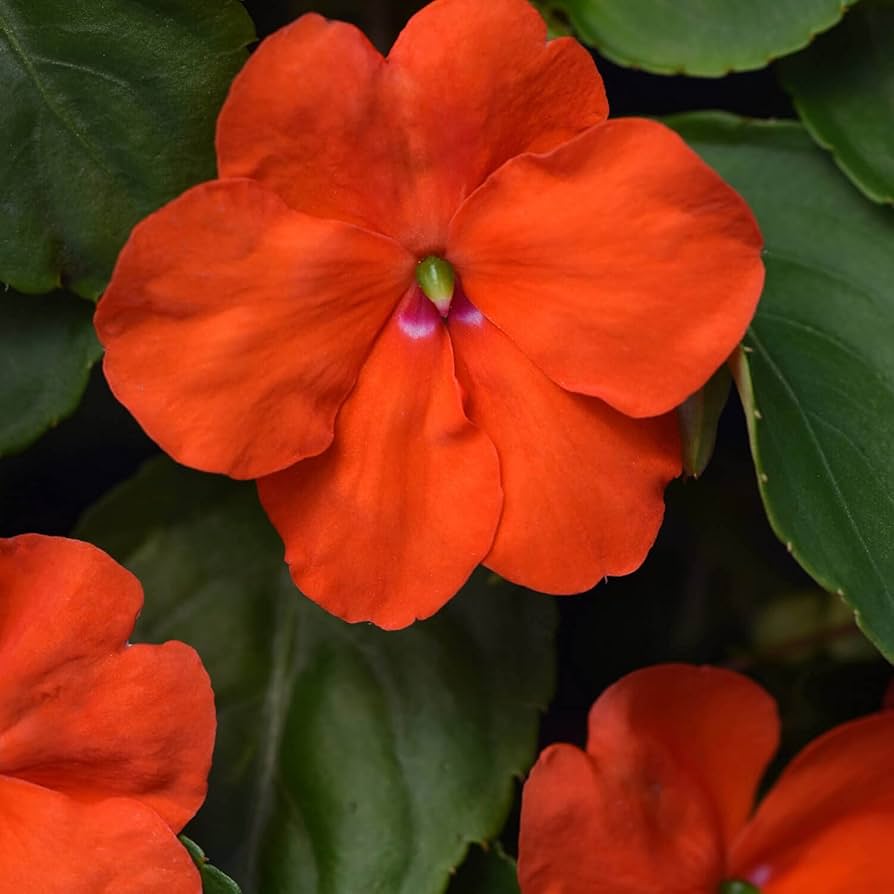 Orange Impatiens Flower seeds for Planting - Bright Blooms, Heirloom & GMO Free Seeds for Home Garden
 
 Sale seeds for planting in home garden