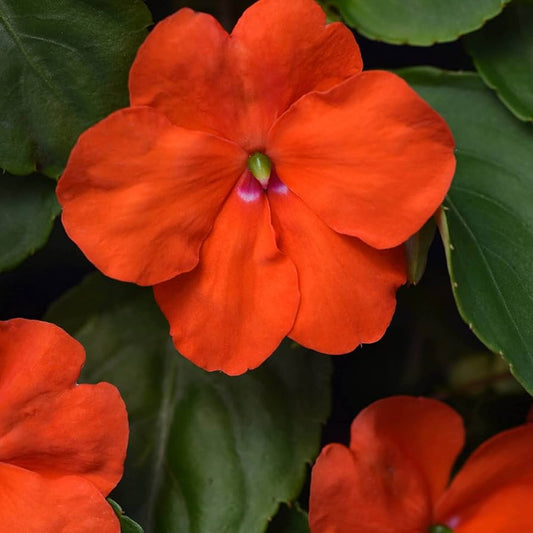 Orange Impatiens Flower seeds for Planting - Bright Blooms, Heirloom & GMO Free Seeds for Home Garden
 
 Sale seeds for planting in home garden