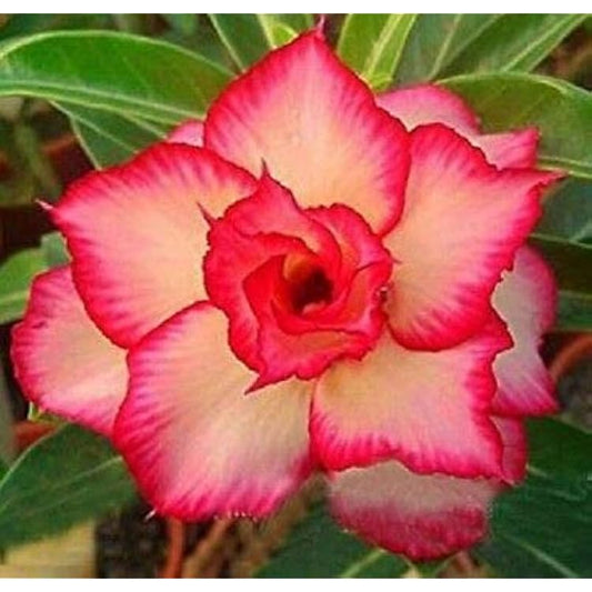 Pink Obesum Flower seeds for Planting - Low Maintenance, Heirloom & GMO Free Seeds for Home Garden
 
 Sale seeds for planting in home garden