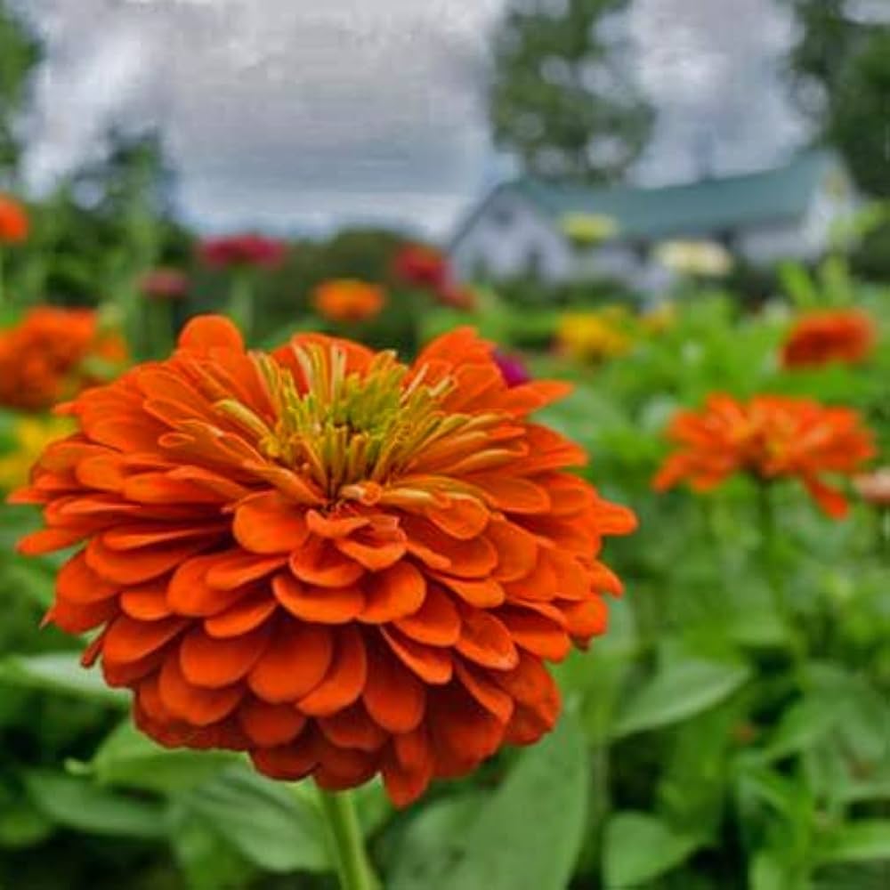 Orange Yellow Zinnia Flower seeds for Planting - Long Bloom Season, Heirloom & GMO Free Seeds for Home Garden
 
 Sale seeds for planting in home garden