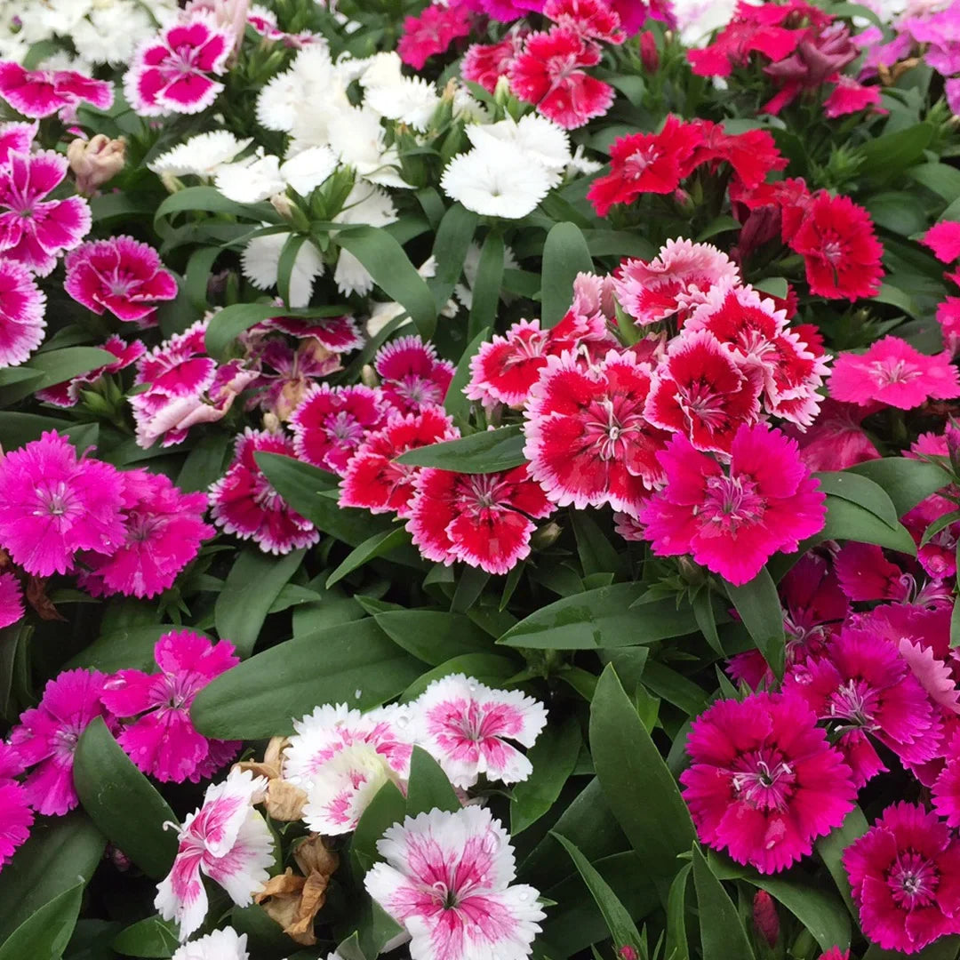 Mix Dianthus Flower seeds for Planting - Drought Tolerant, Heirloom & GMO Free Seeds for Home Garden
 
 Sale for planting in home garden