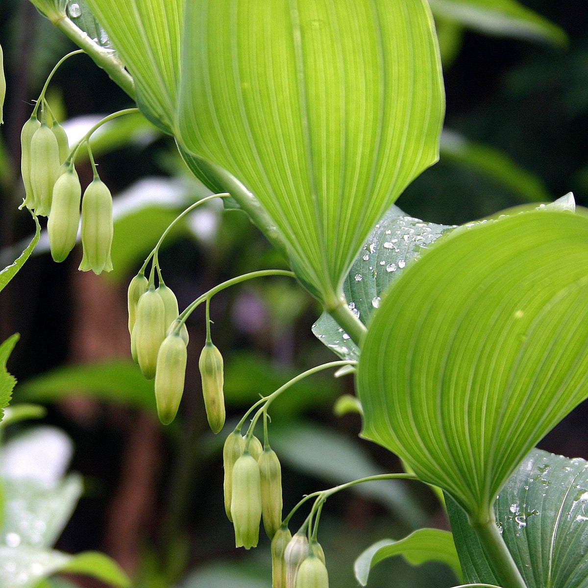 Polygonatum Flower seeds for Planting Colorful Display Heirloom & GMO Free Seeds for Home Garden 
 
 Sale seeds for home garden planting