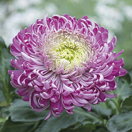 Purple White Chrysanthemum Flower seeds for Planting - Drought Tolerant, Heirloom & GMO Free Seeds for Home Garden
 
 Sale seeds for planting in home garden