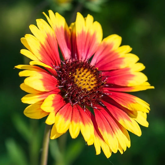 Yellow Red Arizona Flower seeds for Planting Compact Growth Heirloom & GMO Free Seeds for Home Garden
 
 Sale seeds for home garden planting