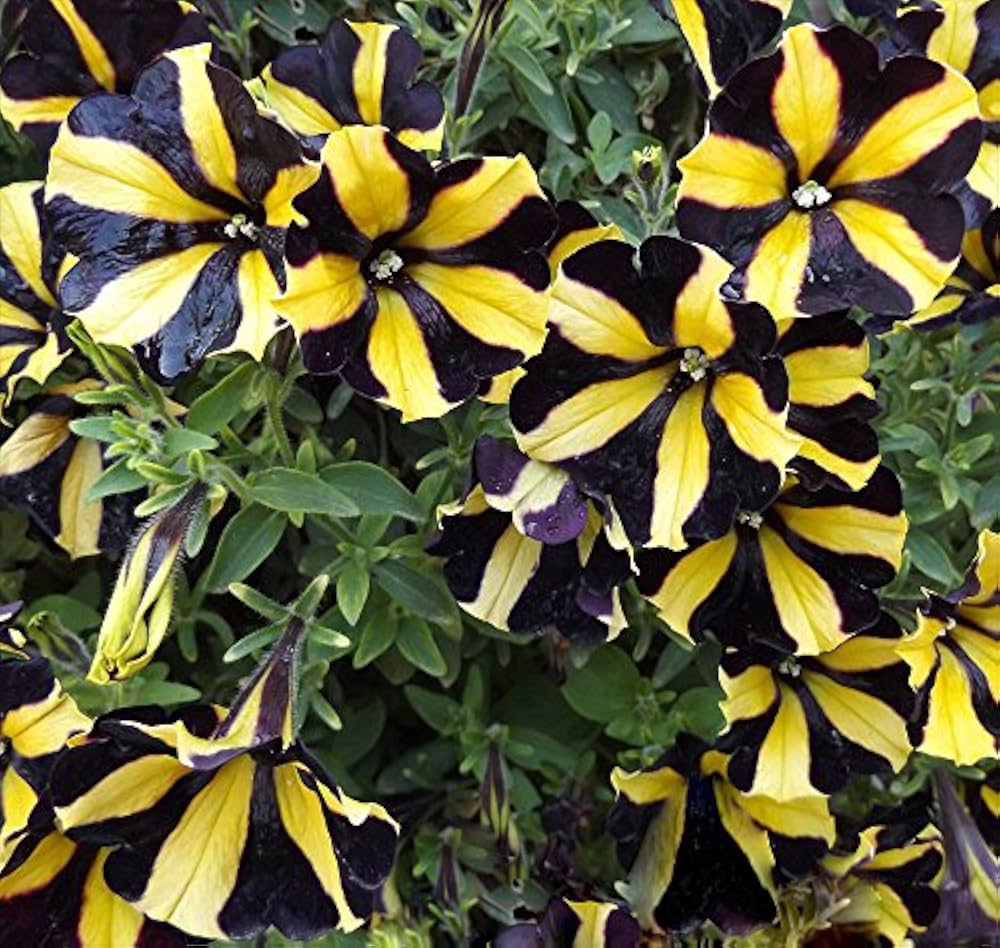 Yellow Black Playmates Flower seeds for Planting - Sun Loving, Heirloom & GMO Free Seeds for Home Garden
 
 Sale seeds for planting in home garden