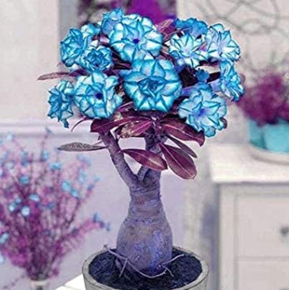 Blue Adenium Bonsai Flower seeds for Planting - Drought Tolerant, Heirloom & GMO Free Seeds for Home Garden
 
 Sale seeds for planting in home garden
