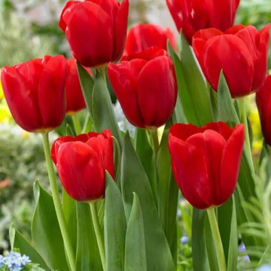 Red Tulip Flower seeds for Planting - Low Maintenance, Heirloom & GMO Free Seeds for Home Garden
 
 Sale for planting in home garden