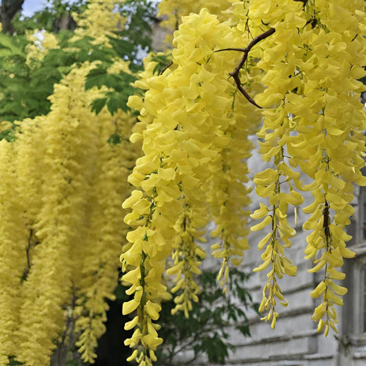 Yellow Wisteria Flower seeds for Planting Long Bloom Season Heirloom & GMO Free Seeds for Home Garden 
 
 Sale seeds for home garden planting