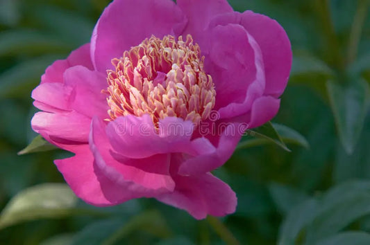 Pink Paeonia Tenuifolia Flower seeds for Planting - Perfect for Borders, Heirloom & GMO Free Seeds for Home Garden
 
 Sale seeds for planting in home garden