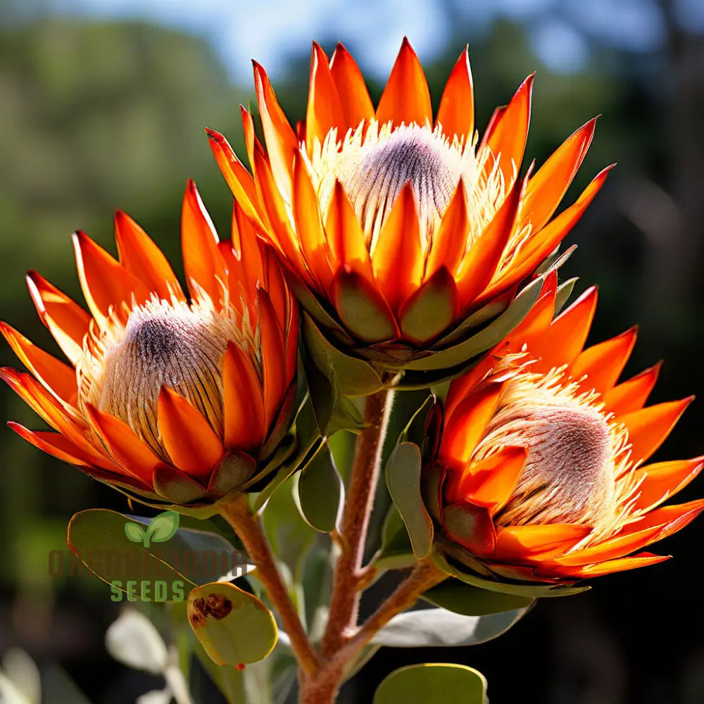 Orange Protea Flower seeds for Planting - Cottage Garden Essential, Heirloom & GMO Free Seeds for Home Garden
 
 Sale seeds for planting in home garden