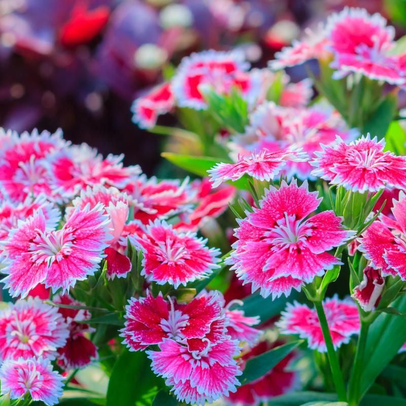 Dianthus Flower seeds for Planting Hardy Variety Heirloom & GMO Free Seeds for Home Garden 
 
 Sale seeds for home garden planting