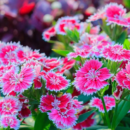 Dianthus Flower seeds for Planting Hardy Variety Heirloom & GMO Free Seeds for Home Garden 
 
 Sale seeds for home garden planting