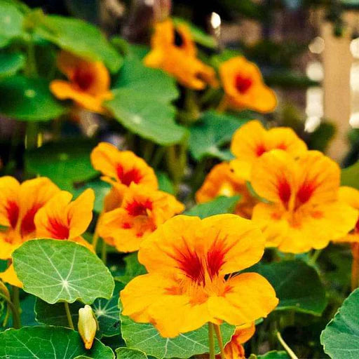 Yellow Red Nasturtium Flower seeds for Planting - Fragrant Blossoms, Heirloom & GMO Free Seeds for Home Garden
 
 Sale seeds for planting in home garden