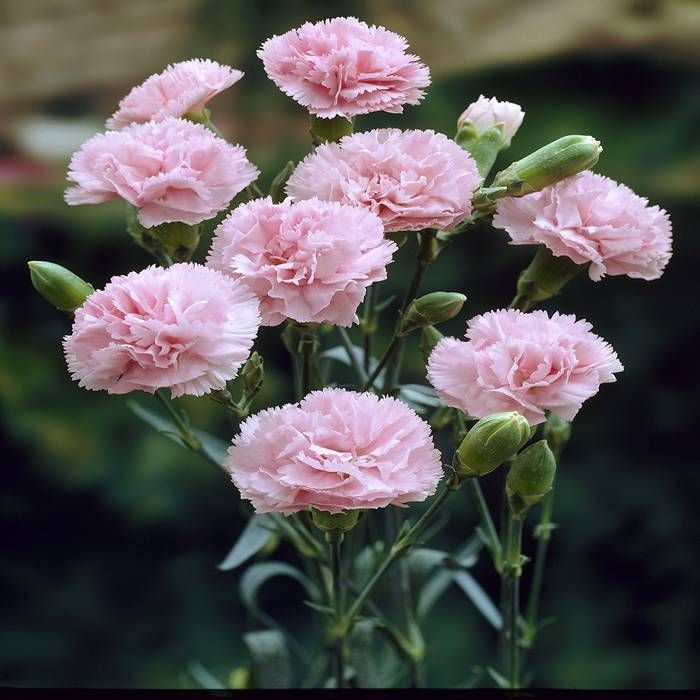 Baby Pink Dianthus Flower seeds for Planting Fragrant Blossoms Heirloom & GMO Free Seeds for Home Garden 
 
 Sale seeds for home garden planting