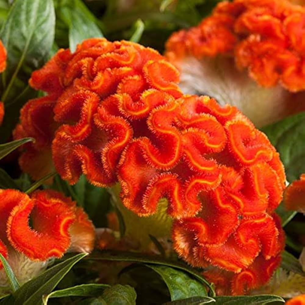 Orange Celosia Flower seeds for Planting Pollinator Friendly Heirloom & GMO Free Seeds for Home Garden 
 
 Sale seeds for home garden planting