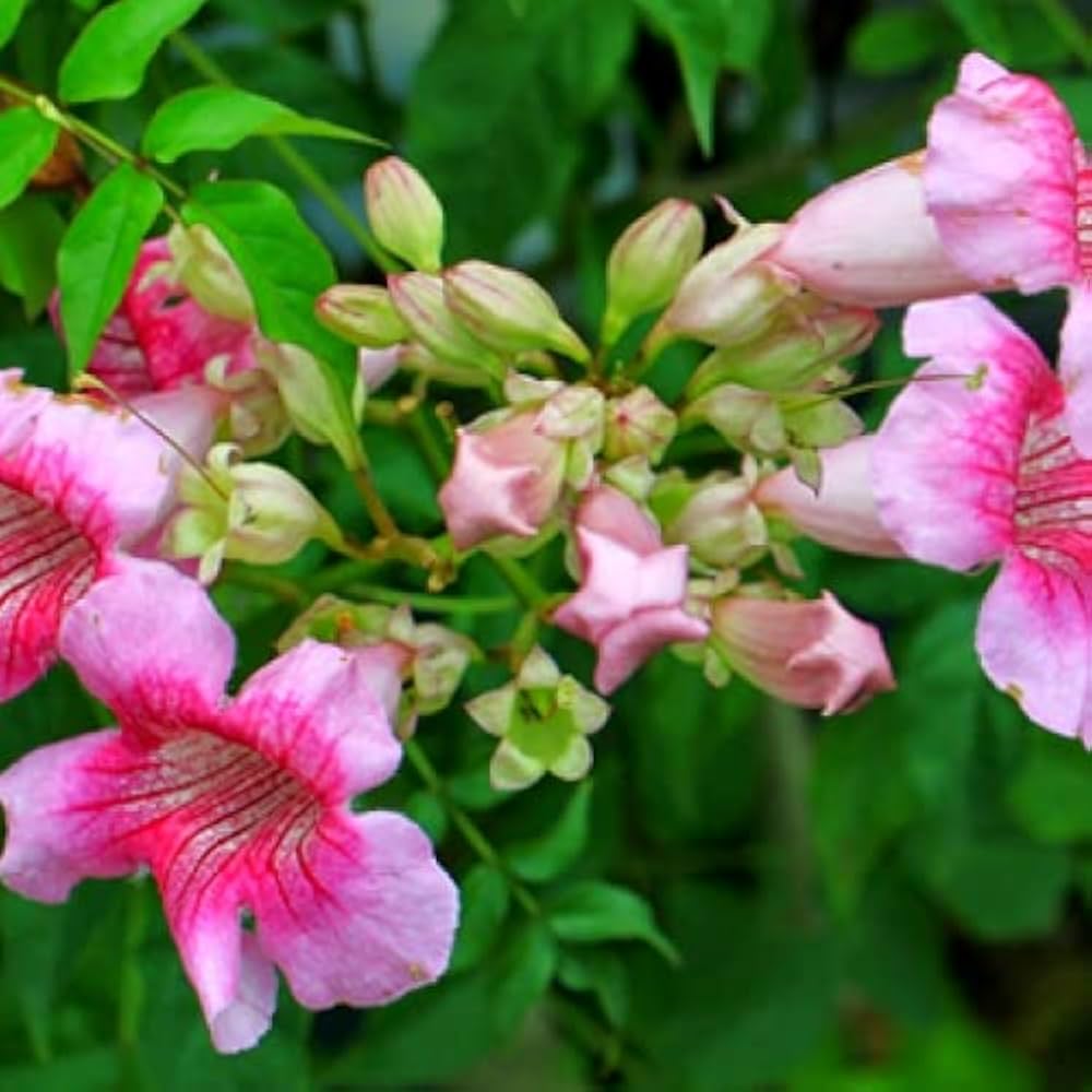 Pink Cape Honeysuckle Flower seeds for Planting Cottage Garden Essential Heirloom & GMO Free Seeds for Home Garden 
 
 Sale seeds for home garden planting