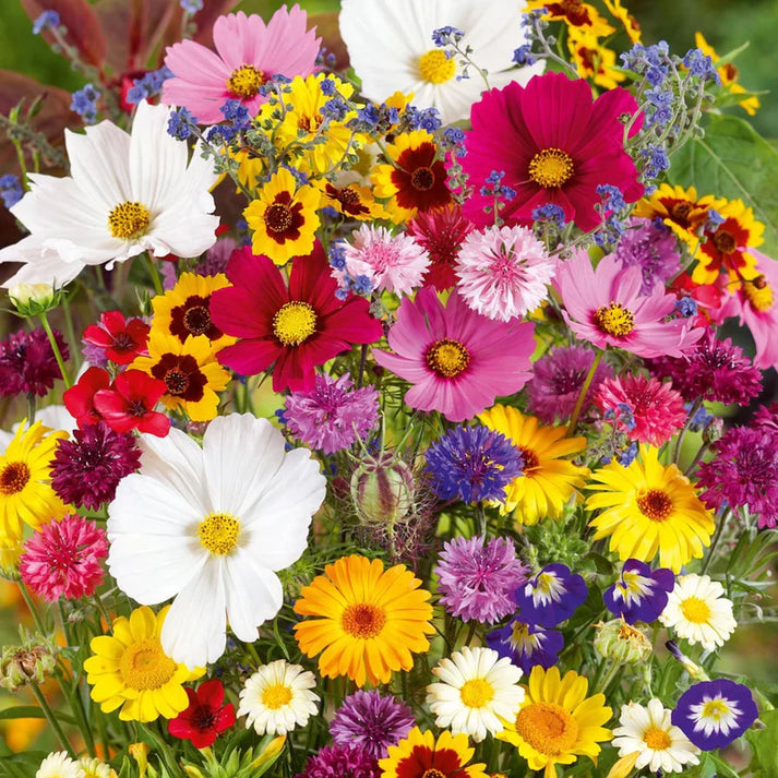 Micrantha Flower seeds for Planting - Colorful Display, Heirloom & GMO Free Seeds for Home Garden
 
 Sale for planting in home garden.