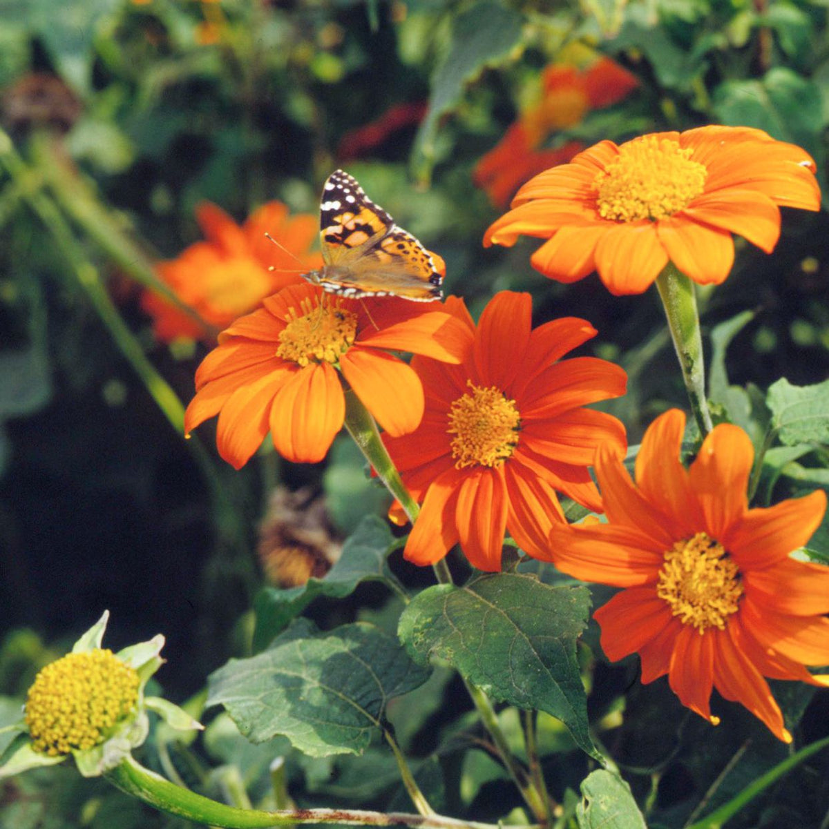 Orange Mexican SunFlower seeds for Planting Perfect for Borders Heirloom & GMO Free Seeds for Home Garden 
 
 Sale seeds for home garden planting