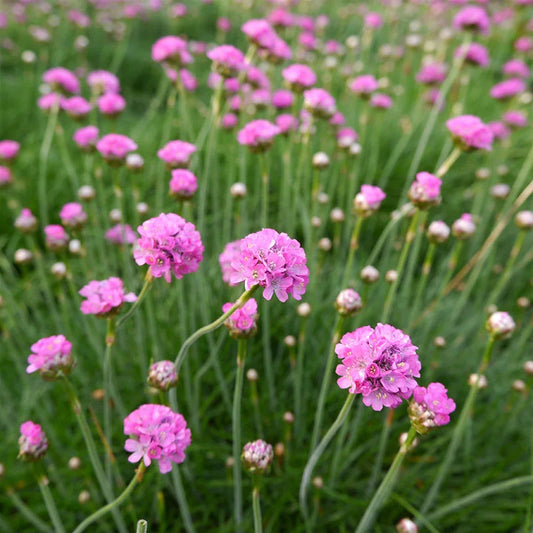 Maritima Flower seeds for Planting Bright Blooms Heirloom & GMO Free Seeds for Home Garden 
 
 Sale for planting in home garden