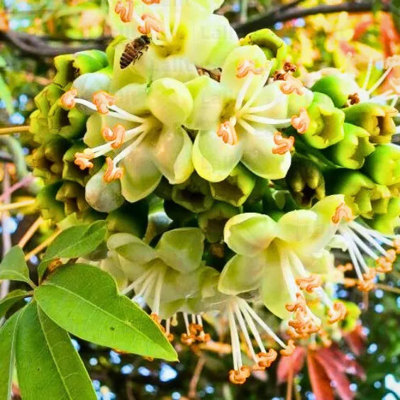 Light Yellow Ceiba Pentandra Flower seeds for Planting - Cottage Garden Essential, Heirloom & GMO Free Seeds for Home Garden
 
 Sale seeds for planting in home garden
