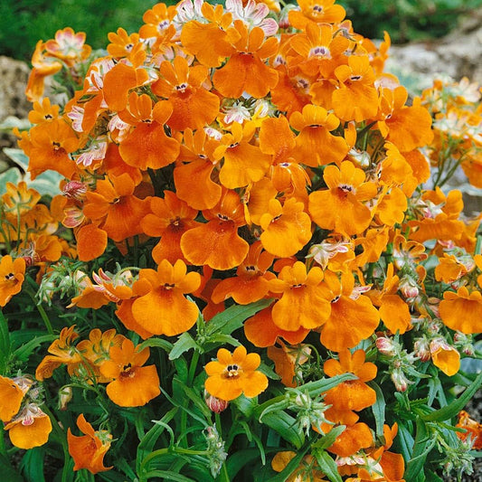 Nemesia Flower seeds for Planting Perfect for Borders Heirloom & GMO Free Seeds for Home Garden
 
 Sale seeds for home garden planting
