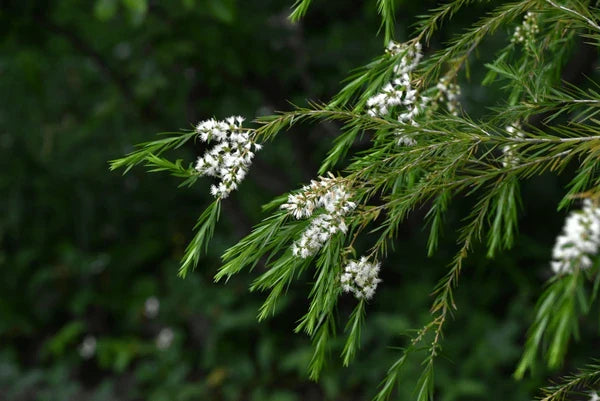 Fresh Alternifolia Flower seeds for Planting - Seasonal Bloomer, Heirloom & GMO Free Seeds for Home Garden
 
 Sale seeds for planting in home garden