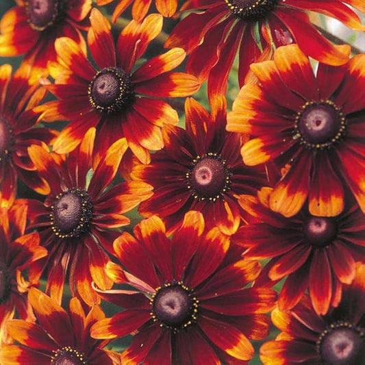 Chocolate Orange Rudbeckia Flower seeds for Planting Compact Growth Heirloom & GMO Free Seeds for Home Garden 
 
 Sale seeds for home garden planting