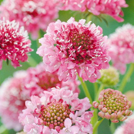 Pink Scabiosa Salmon Flower seeds for Planting Sun Loving Heirloom & GMO Free Seeds for Home Garden
 
 Sale seeds for home garden planting