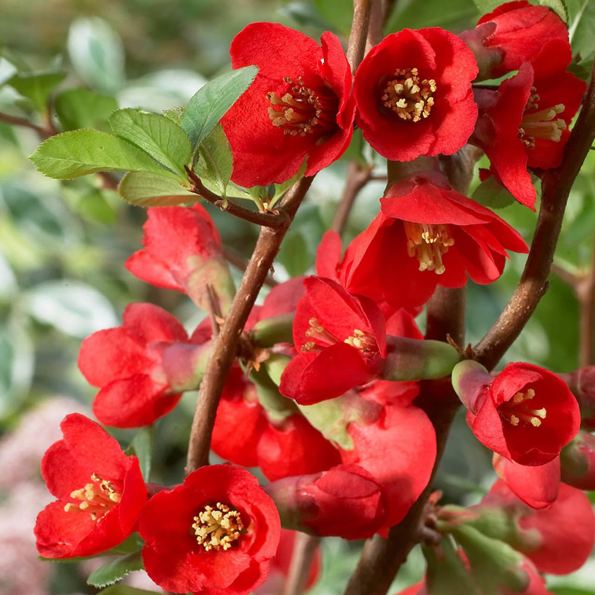 Red Quince Flower seeds for Planting Wildflower Mix Heirloom & GMO Free Seeds for Home Garden 
 
 Sale seeds for home garden planting