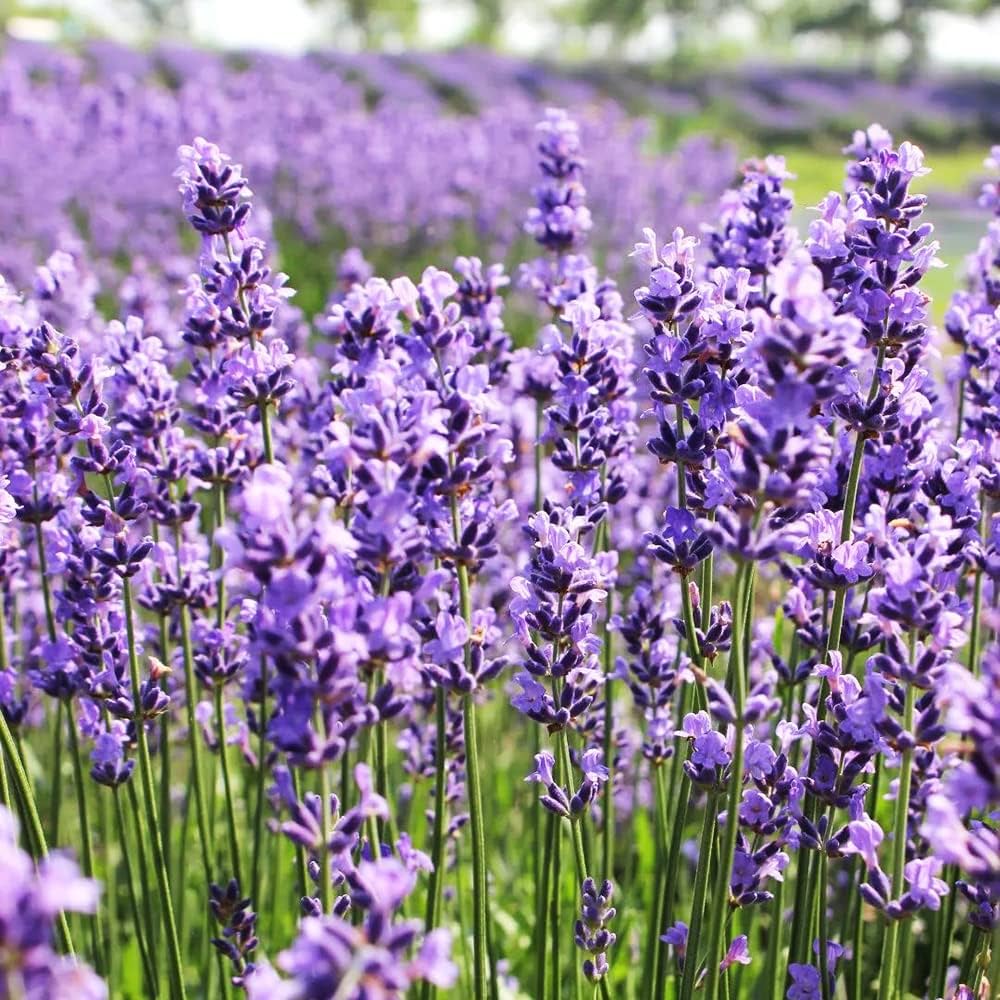 Lavendula Angustifolia Flower seeds for Planting Sun Loving Heirloom & GMO Free Seeds for Home Garden 
 
 Sale seeds for home garden planting
