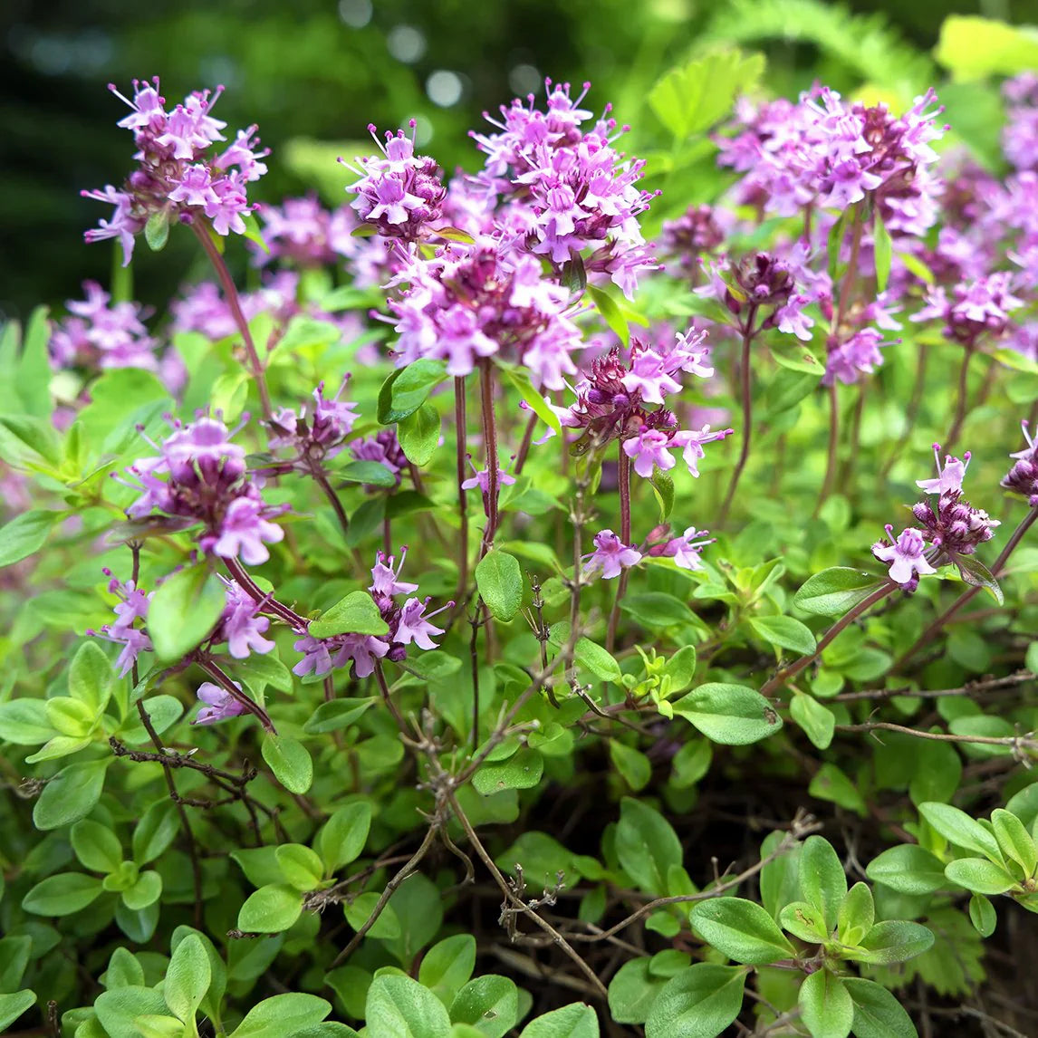 Pink Creeping Thyme Flower seeds for Planting Easy to Grow Heirloom & GMO Free Seeds for Home Garden 
 
 Sale for planting in home garden