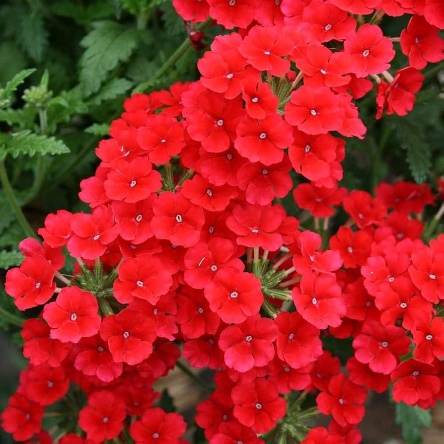 Verbana Flower seeds for Planting Perfect for Borders Heirloom & GMO Free Seeds for Home Garden 
 
 Sale seeds for home garden planting
