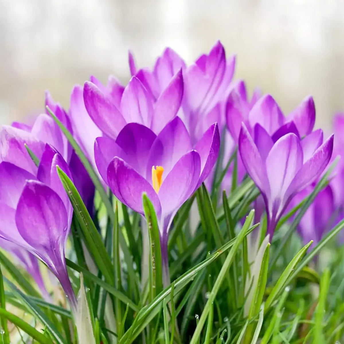 Purple Colchicum Flower seeds for Planting Perfect for Borders Heirloom & GMO Free Seeds for Home Garden 
 
 Sale seeds for home garden planting