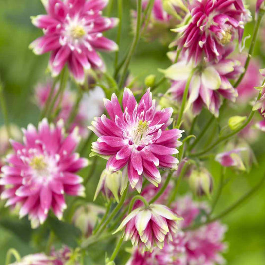 Pink Nora Barlo Flower seeds for Planting Wildflower Mix Heirloom & GMO Free Seeds for Home Garden 
 
 Sale seeds for home garden planting