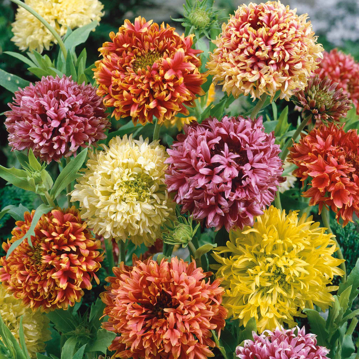 Mixed Gaillardia Flower seeds for Planting - Low Maintenance, Heirloom & GMO Free Seeds for Home Garden
 
 Sale seeds for planting in home garden