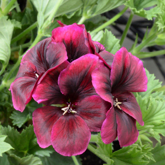 Chocolate Geranium Flower seeds for Planting Cottage Garden Essential Heirloom & GMO Free Seeds for Home Garden 
 
 Sale seeds for home garden planting