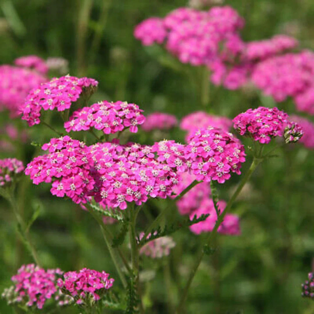 Pink Yarrow Flower seeds for Planting Pollinator Friendly Heirloom & GMO Free Seeds for Home Garden 
 
 Sale seeds for home garden planting