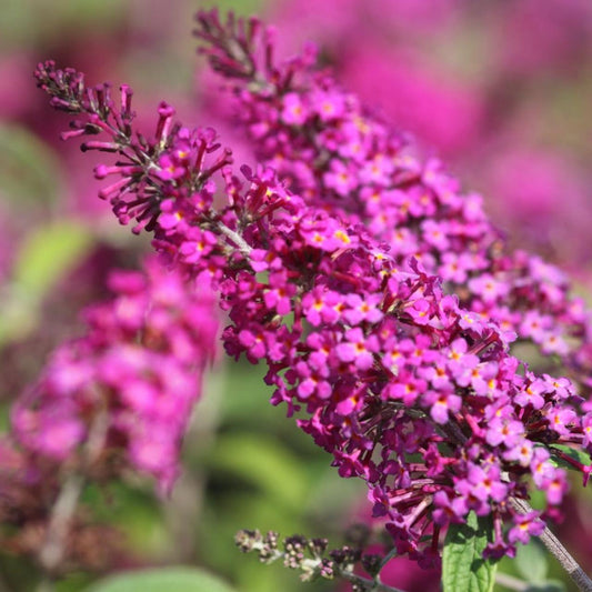 Pink Miss Ruby Flower seeds for Planting - Seasonal Bloomer, Heirloom & GMO Free Seeds for Home Garden
 
 Sale for planting in home garden